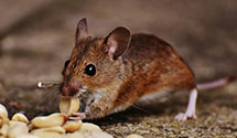 24 Hour & Emergency Exterminators in Langley, VA